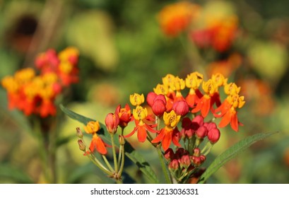 Tropical Milkweed Bright Flowers Attract Pollinators