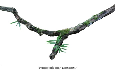 Tropical moist forest epiphytes (fern, moss and lichen) grow on old weathered jungle tree branch isolated on white bacground, clipping path included. - Powered by Shutterstock