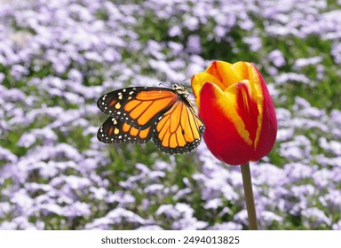 tropical monarch butterfly on colorful tulip in the garden. bright tulip flower on a flower bed and butterfly - Powered by Shutterstock