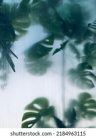 tropical monstera behind frosted glass blurred background