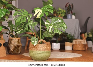 Tropical 'Monstera Deliciosa Thai Constellation' houseplant with beautiful white sprinkled varigated leaves in basket flower pot in living room with many plants in burry background