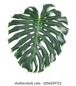 Monstera Large Leaf Tropical Jungle Pattern Stock Photo 528154348 ...