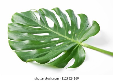Tropical Monstera leaf on white background