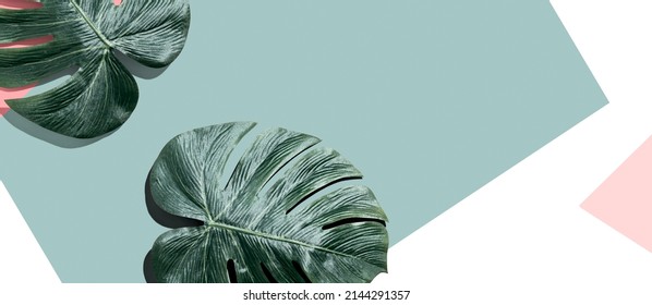 Tropical Monstera Leaves From Above With Shadow - Flat Lay