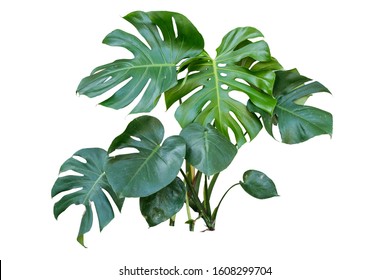 Tropical Monstera Splitleaf Philodendron nature plant isolated backdrop include clipping path on white background.closeup spring botanic decoration floral rain forest plant.Swiss cheese plant