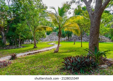 Tropical natural jungle forest plants palm trees and walking trails at the ancient Mayan site with temple ruins pyramids and artifacts in Muyil Chunyaxche Quintana Roo Mexico. - Powered by Shutterstock