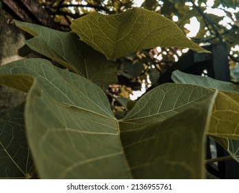 Tropical Natural Leaf With Greenbackground 