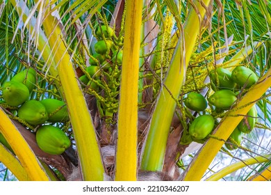 Tropical Natural Mexican Palm Tree With Coconuts And Blue Sky Background In Playa Del Carmen Quintana Roo Mexico.