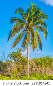 Tropical Natural Mexican Palm Tree With Coconuts And Blue Sky Background In Playa Del Carmen Quintana Roo Mexico.