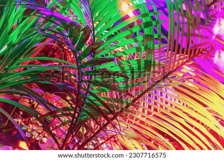 Tropical natural palm tree branches close-up, fashionable neon colors. Natural texture, exotic jungle, abstract botanical background