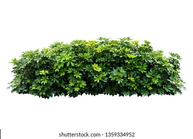 Tropical  nature plant isolated backdrop include clipping path on white background.closeup spring botanic decoration floral rain forest plant.Schefflera actinophylla