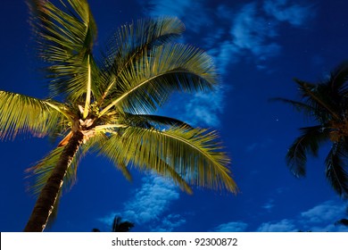 Tropical Night Sky, Palm Trees And Moon