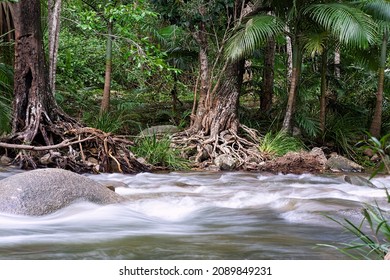 Tropical North Queensland Rainforest Stream With Flood Water Rushing Down.