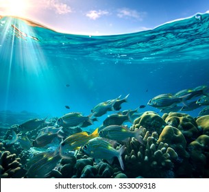 Tropical ocean life. Coral reef full of fish floating under water surface. Sunbeams light through ripples. Beautiful design postcard on blue marine background.