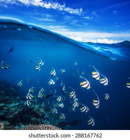 Tropical Ocean View Half Water Shoot. Daylight In Sky And Underwater World With Corals And Shoal Of Stripped Fish Discovered.