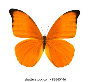 Tropical Orange Butterfly Isolated On White Background