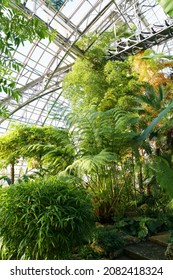 Tropical Orangery Greenhouse With Various Evergreen Plants. Botanical Glasshouse Interior With Palm Trees And Fern Hanging Under Glass Ceiling. Floral Conservatory Indoors With Green Exotic Vegetation