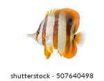 Tropical ornamental fish on white background,colorful angel fish,Longnose Butterflyfish, Forceps Fish, Yellow Longnose Butterflyfish,Copperband butterflyfish,Forcipiger flavissimus