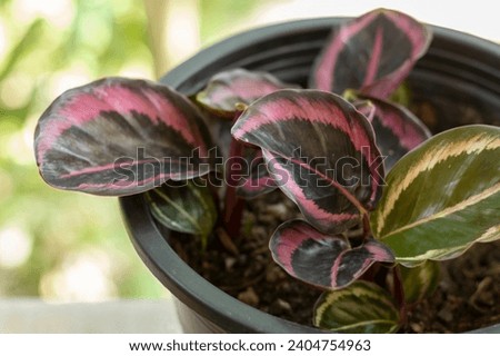 Tropical ornamental plant. Calathea Roseopicta Dottie potted plant on the balcony against the background of the greenery of the garden. Outdoor. Close-up. Macro.