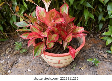 Tropical  ornamental plant growing in the garden. Aglaonema Red Chinese Evergreen plant. Close-up. Outdoor. Gardening concept.