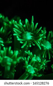 Tropical Pacific Coral Polyps Fluoresce Under Blue Light. Why Many Marine Species, Including Both Fish And Invertebrates, Fluoresce Is Not Known.