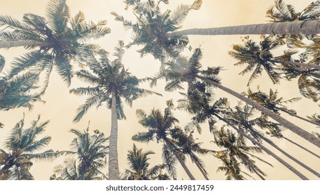 Tropical Palm Canopy as Nature banner, Coconut Palm trees view from below with soft sky background, aesthetic nature atmospheric landscape, faded colors, warm light sunlight at  golden hour - Powered by Shutterstock