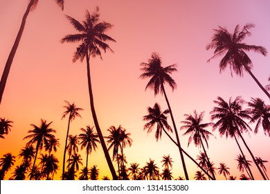 Aesthetic Pink Palm Tree Background : Pink Skies And Palm Trees Regram