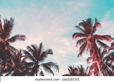 Tropical Palm Coconut Trees On Sunset Sky Flare And Bokeh Nature Background.