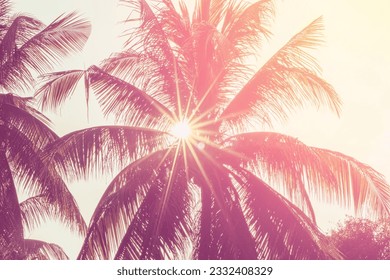 Tropical palm coconut trees on sunset sky flare. Background image - Shutterstock ID 2332408329
