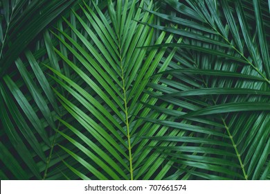 Tropical Palm Foliage, Greenery Background