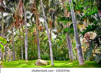 Tropical palm garden in beautiful paradise , Tenerife