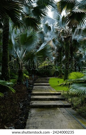 Tropical Palm Garden Pathway in tropical park