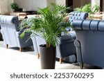 Tropical palm in interior of hall. blue leather comfortable armchair and palm aside in hall interior.Decorative Areca palm under natural light. green natural houseplant in flower pot