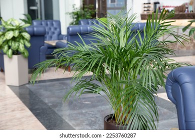 Tropical palm in interior of hall. blue leather comfortable armchair and palm aside in hall interior.Decorative Areca palm under natural light. green natural houseplant in flower pot - Shutterstock ID 2253760287
