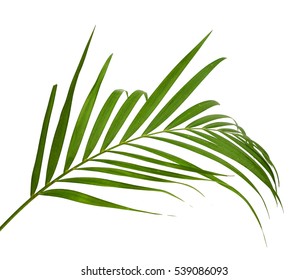 Tropical Palm Leaf