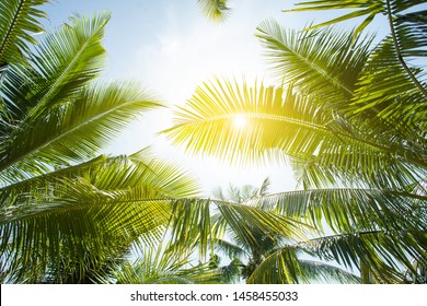 Tropical Palm Leaf Background, Coconut Palm Trees Perspective View