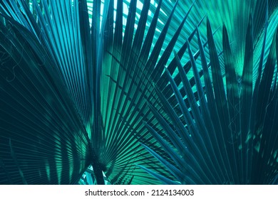 tropical palm leaf dark background - Shutterstock ID 2124134003