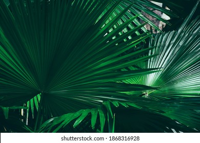 Tropical Palm Leaf, Dark Green Foliage, Nature Background