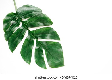 Tropical Palm Leaf. Flat Lay, Top View