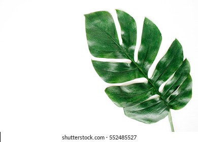 Tropical palm leaf. Flat lay, top view