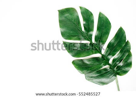 Tropical palm leaf. Flat lay, top view