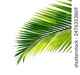 tropical palm leaf isolated on white background with clipping path for design element.