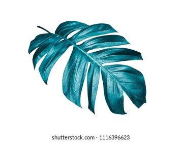 tropical palm leaf isolated on white background with clipping path for summer design elements