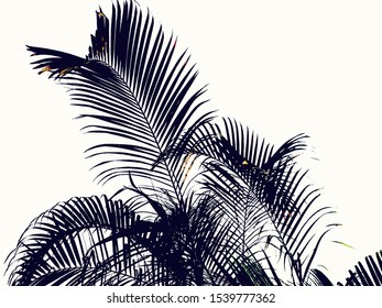 Tropical Palm Leaf Isolated On White Background. Silhoutte Of Palm Tree. 