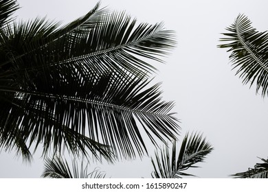 Tropical Palm Leaf Isolated On White Background. Silhoutte Of Palm Tree. Abstract Nature Pattern