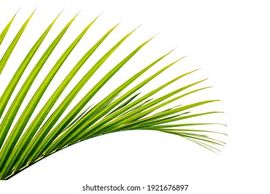 Tropical Palm Leaf Isolated On White Background