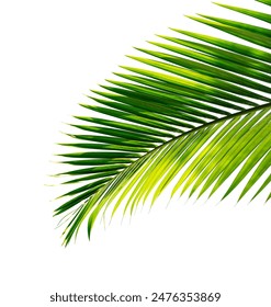 hoja palma tropical aislada