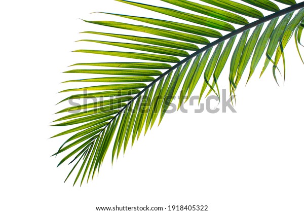 Tropical Palm Leaf Isolated On White Stock Photo 1918405322 | Shutterstock