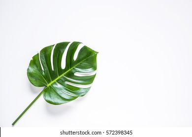 Tropical Palm Leaf Isolated.view From Above