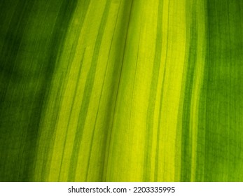 Tropical Palm Leaf Macro Photo A Lot Of Details, Background Or Texture